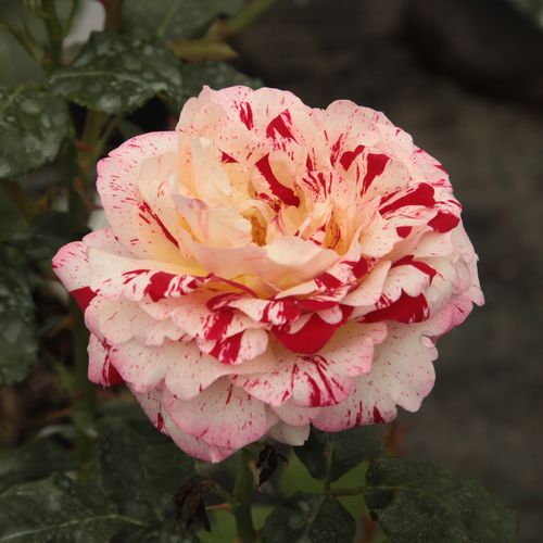 Rock & Roll™ rose grandiflora - floribunda